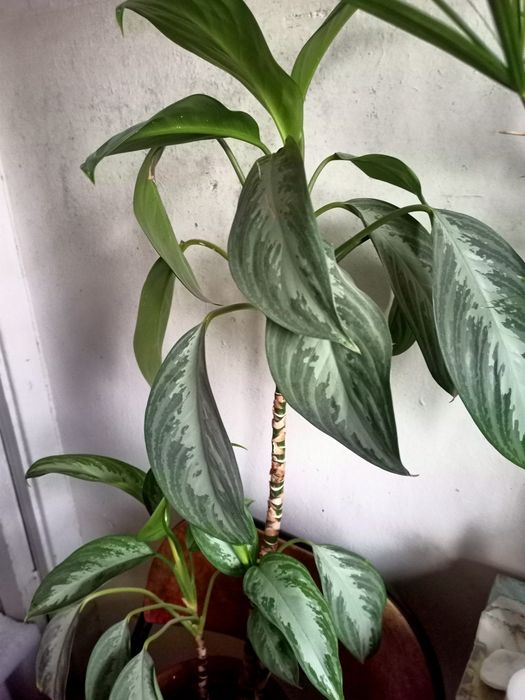 Аглоанема крупнолистовая