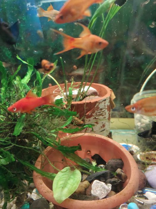 Рыбки парные рыбки.