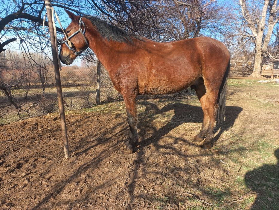 Ат сатылады коктемде 4 ке толат