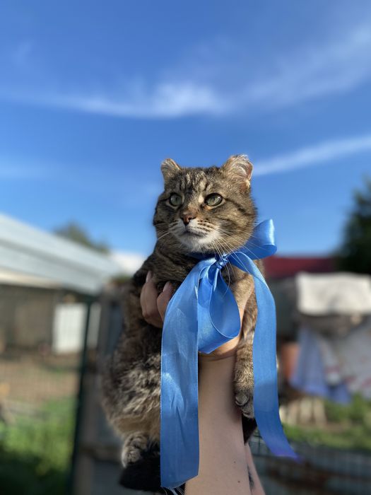 Отдам кота в добрые руки
