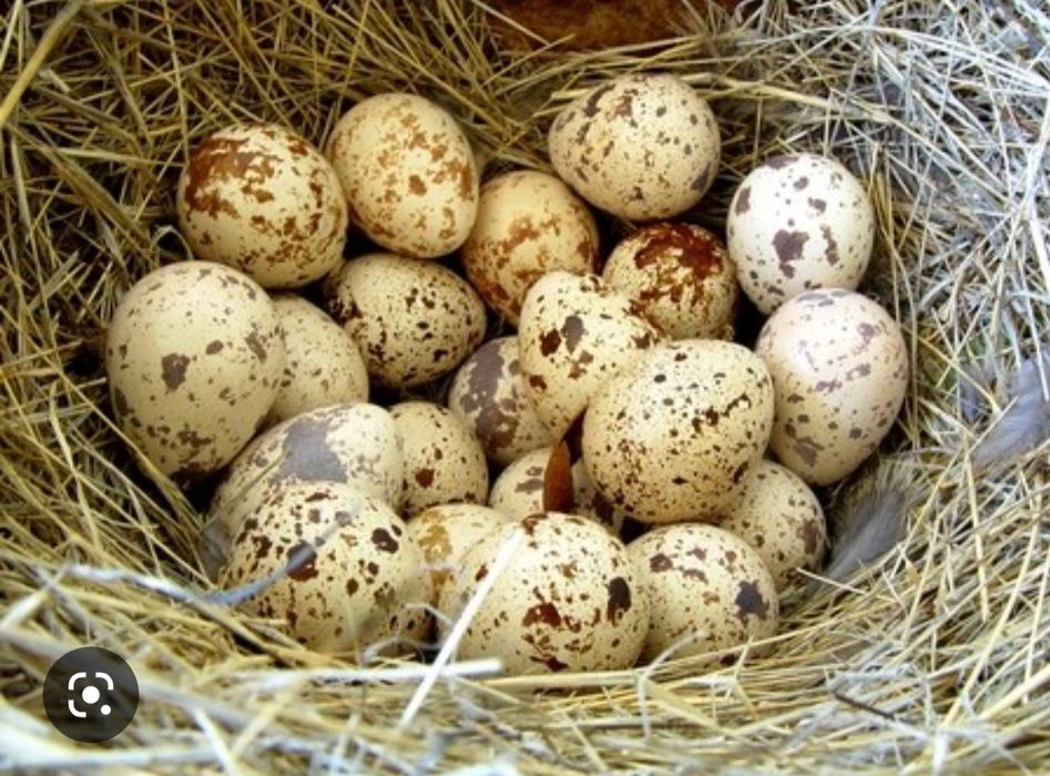Продам перепелиные свежие крупные яйца