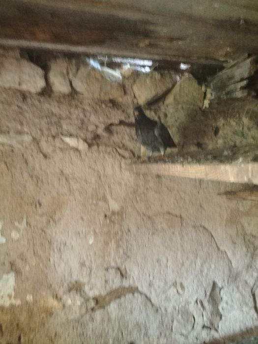 Porumbei voiajori pui