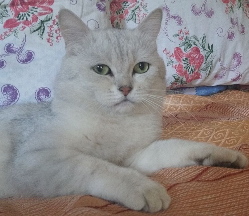 Вязка шиншилла серебро