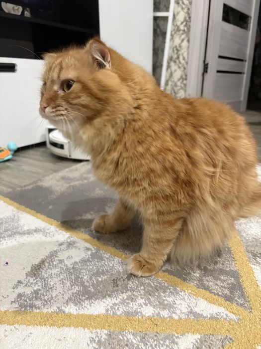 Котик в хорошие руки