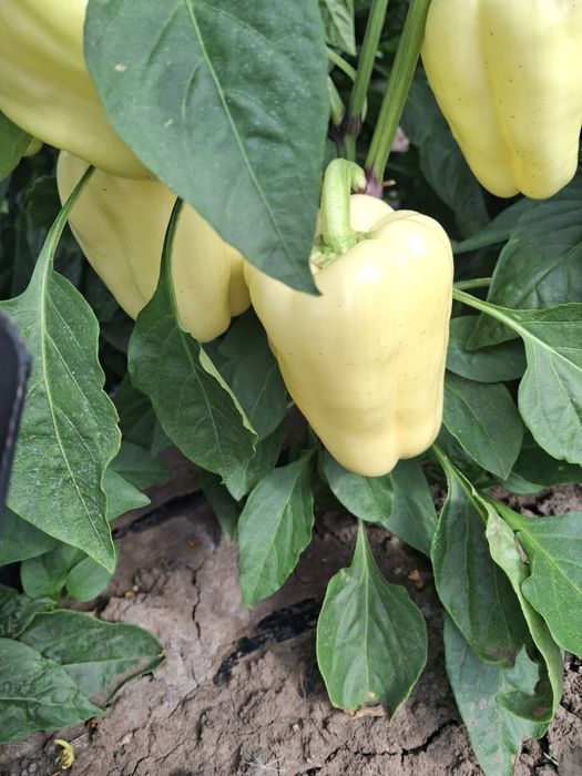 Ardei gras de vânzare.