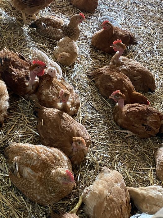 Pui de carne si pui  Kabir