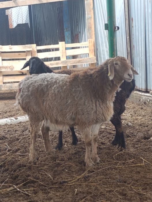 Матки гиссар арашан котные