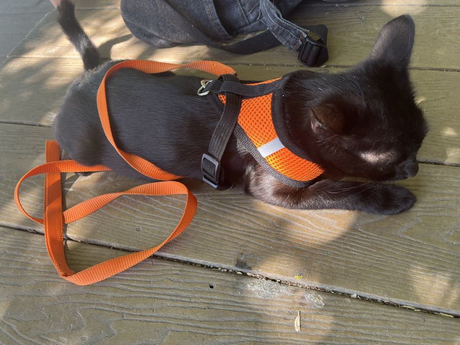 котенок спокойный