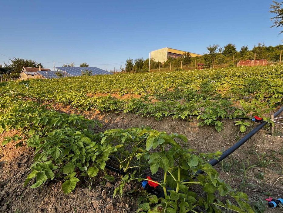 Продава се Парцел в с. Одринци, Област Добрич - 1240 кв.м за 9 €/кв.м - Снимка #3