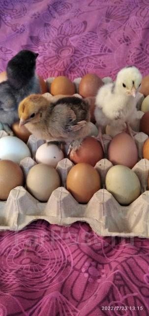 Инкубационное яйцо доминант пасхальная несушка