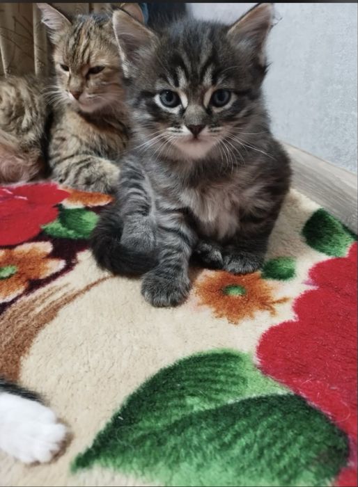Отдам котят в добрые  руки