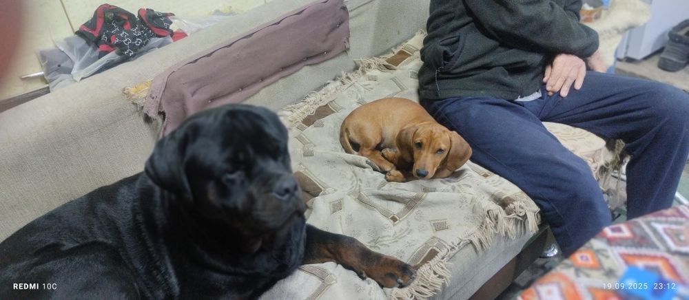 Отдадим в хорошие руки!