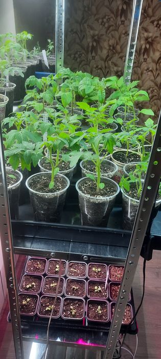 Помидоры расада 8 сортов