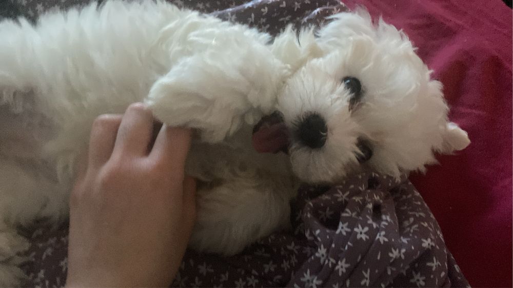 Per sitter Timisoara