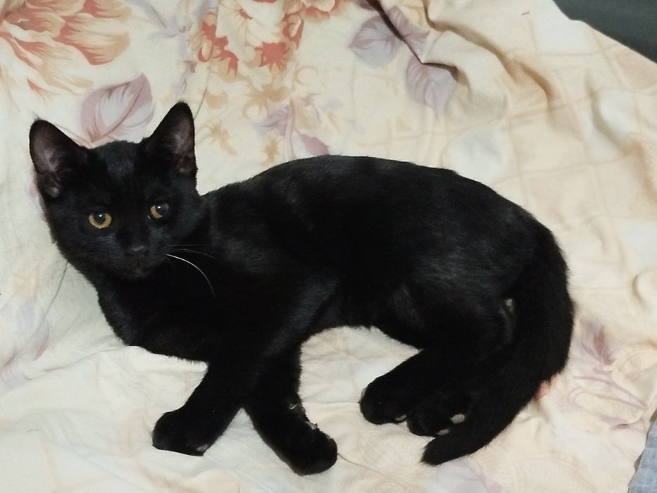 Qora va kulrang mushuk bolasi