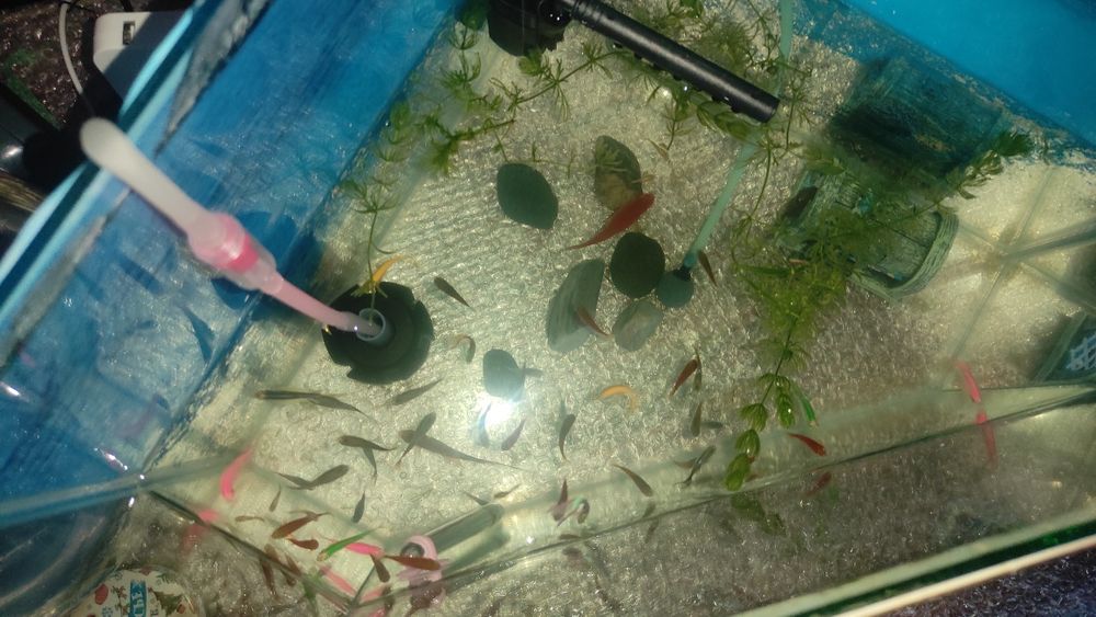 Продам аквариум с рыбками