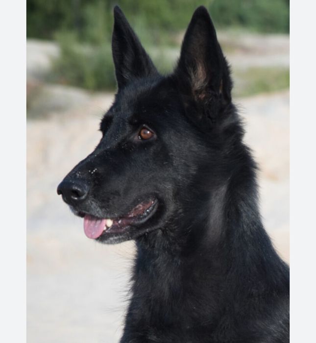 Продам восточно европейская овчарка