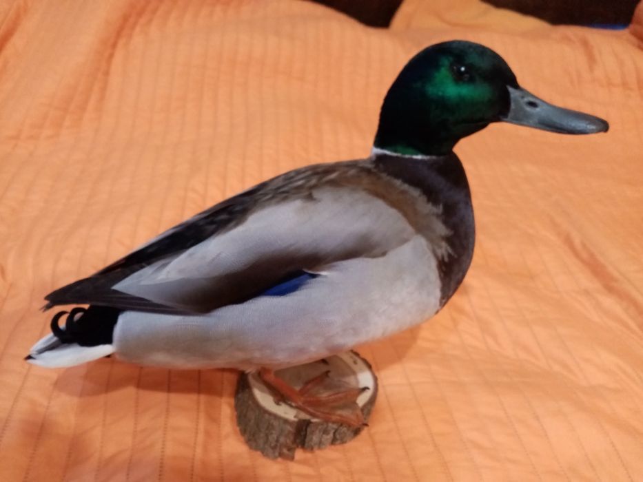 Препариране на птици.