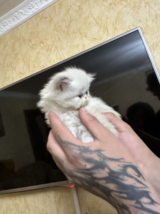 Котенок персидская девочка