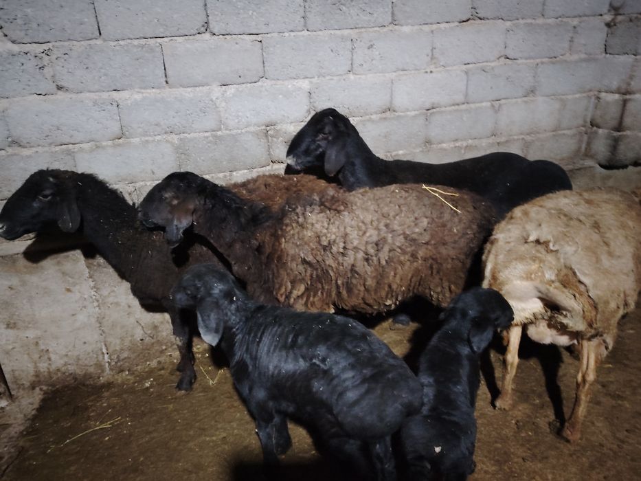 Ona bola qo'ylar sotiladi