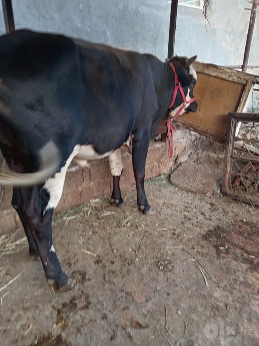 2 ta buqa sotiladi sifat narsala