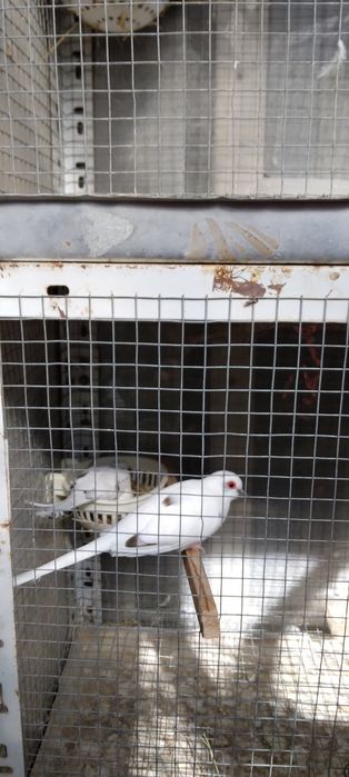 Диамантени гугутки