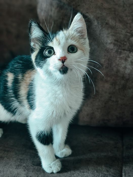 Отдам котенка в добрые руки