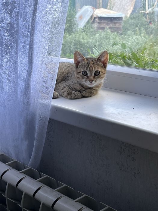 Котенок. Срочно. Отбили у собак.