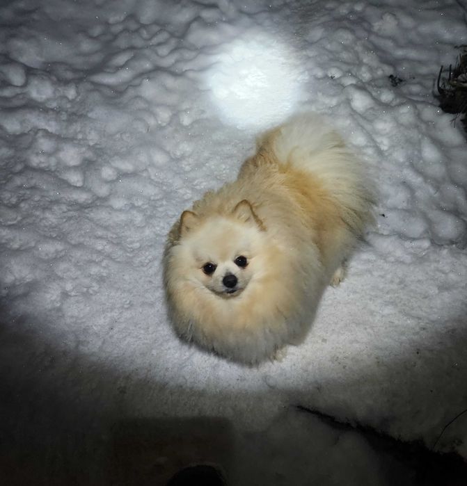 Померан е фантастично красив.
