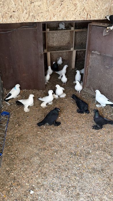 Срочно продаются голуби