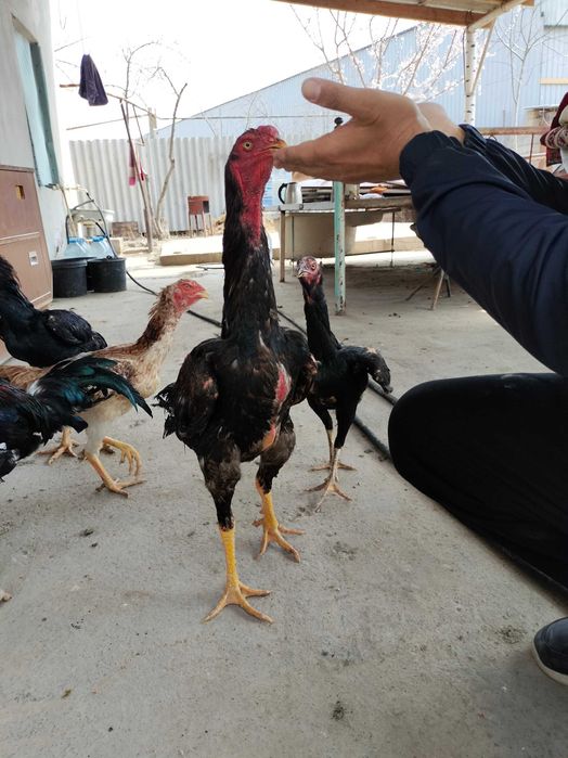 Дакан хуроз срочно сотилади 8 дона майда очилган