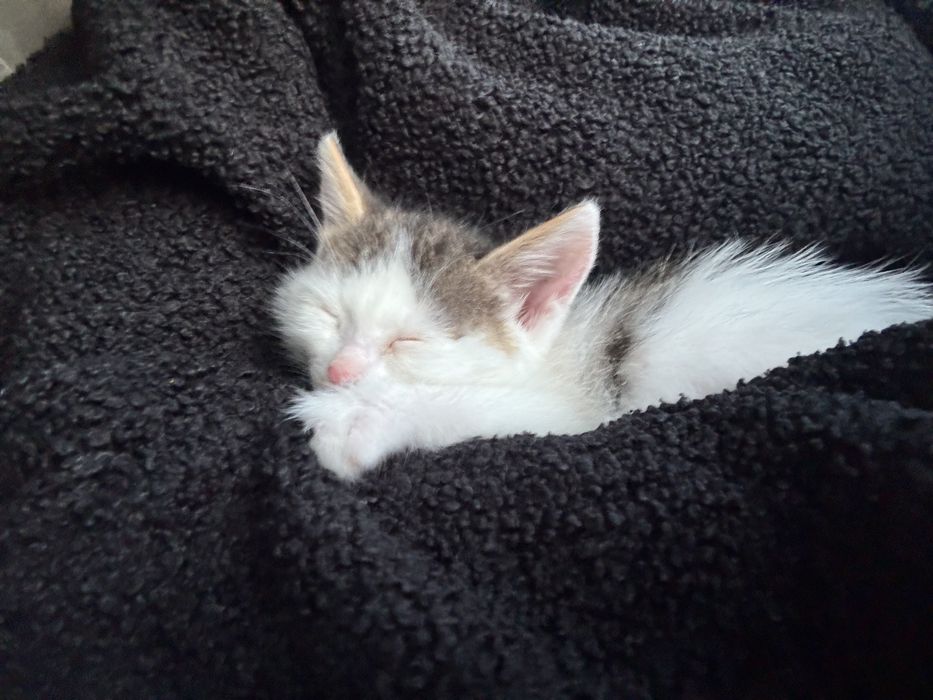 Продам котенка за