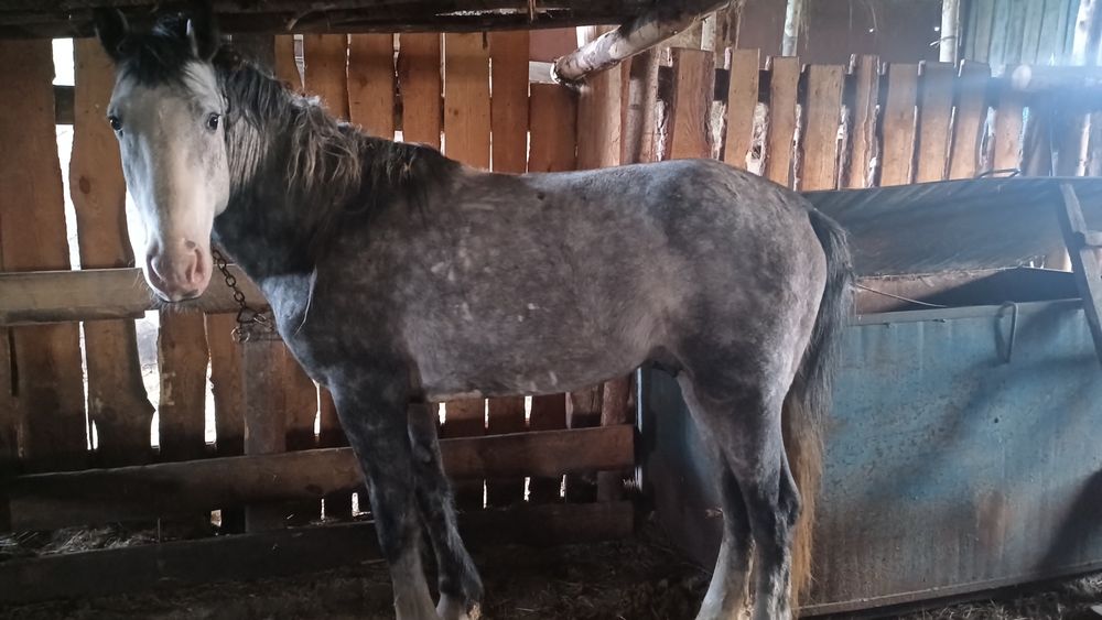 Жеребец ! 6 лет, в седле ходит!