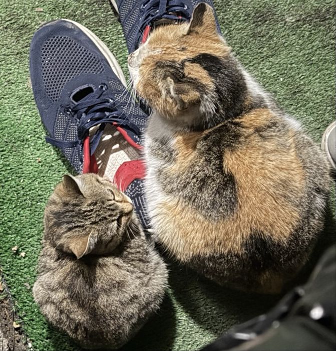 Отдам в добрые руки котенка или кошку