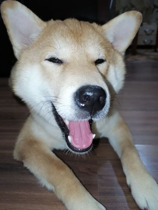 Продаются щенки Сибо-ино "Shiba-ino"