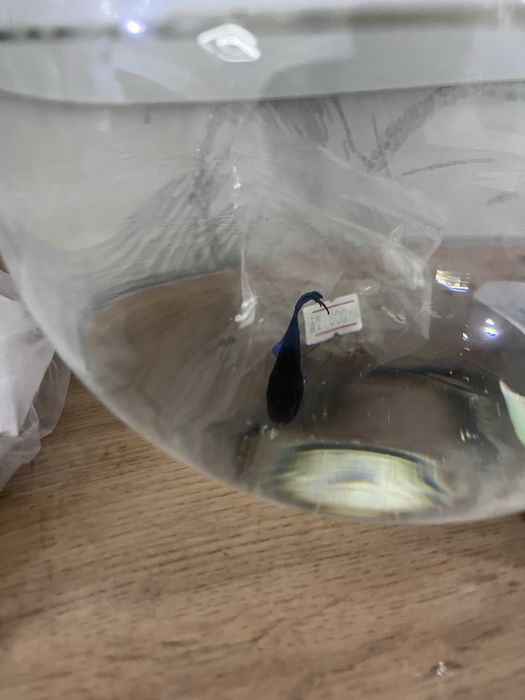 Рыбка петушок продаю