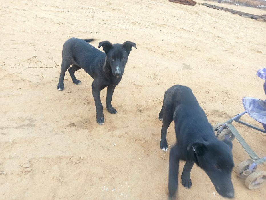 Отдам бесплатно даром 2 щенка