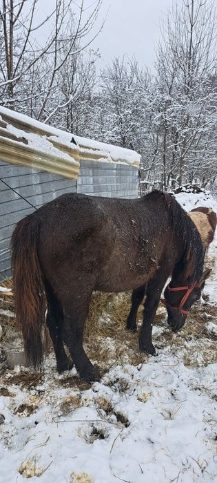 Vind cârlan de un an și jumătate