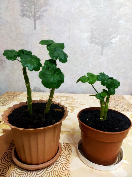 Комнатные цветы НЕДОРОГО