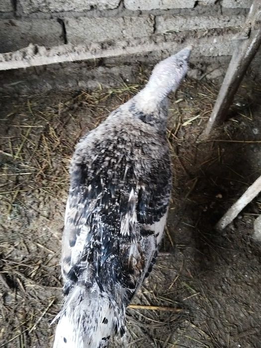 Продам индюшек молодых