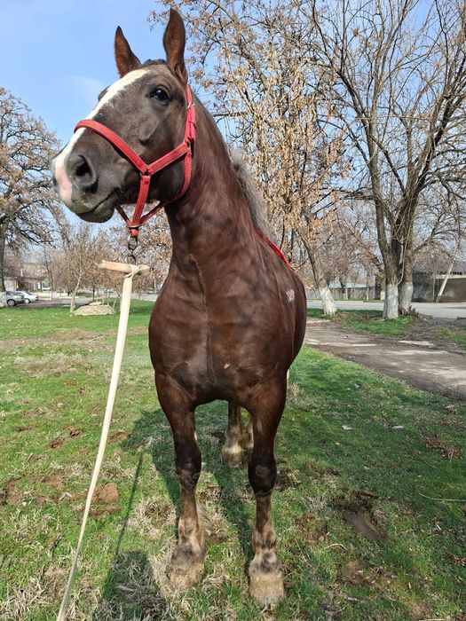 Продам супер кобылу