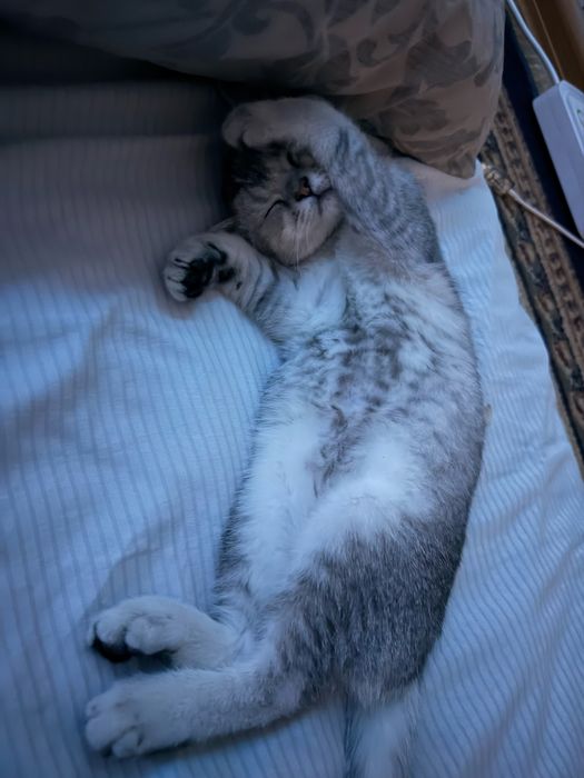 Мысық кішкентай