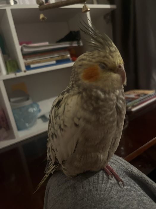 попугай корелла девочка