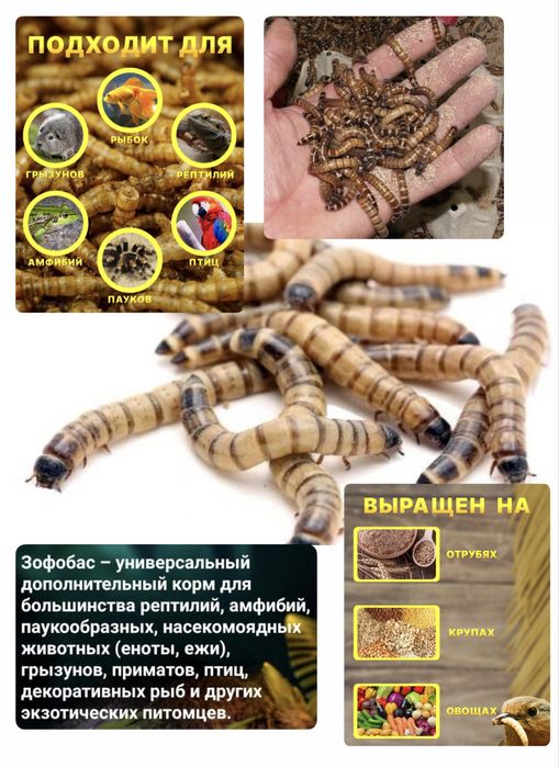 Зофобас. Мучные черви