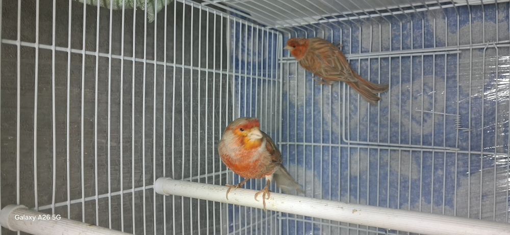 Рабочий пара канарейка сатылады.