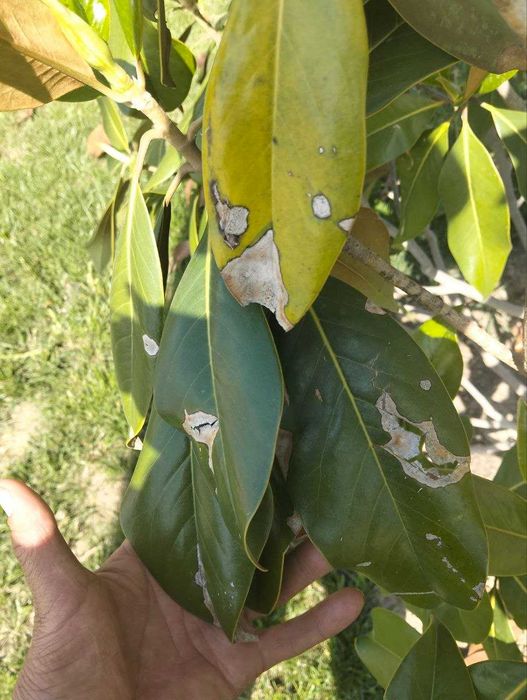 Dori sepish  Tajribali Agronom xizmati