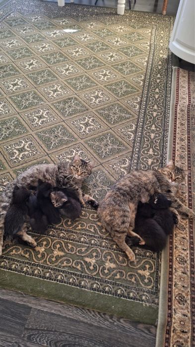 Отдаю котят в добрые руки