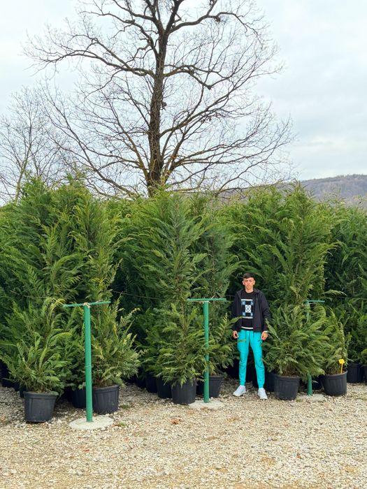 Vand leylandi/leylandi gold calitate extra diferite dimensiuni