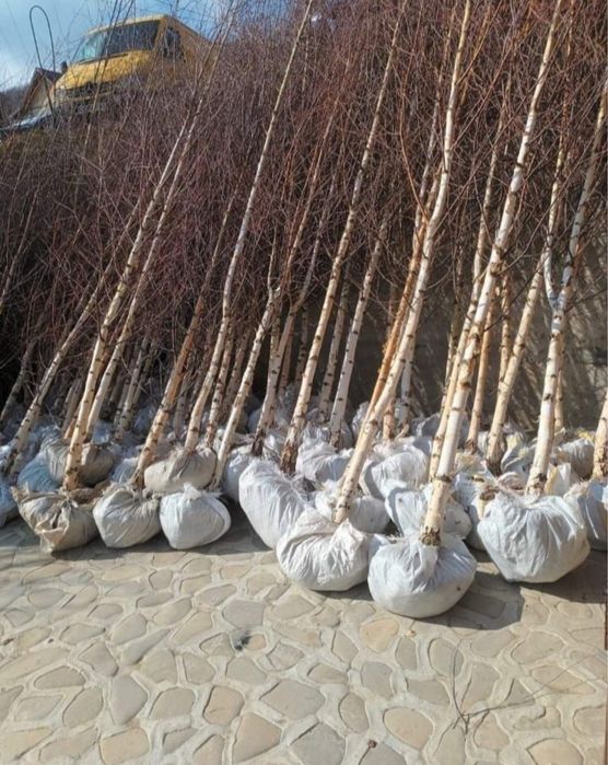 Mesteacan alb calitate garantata pret minim garantat