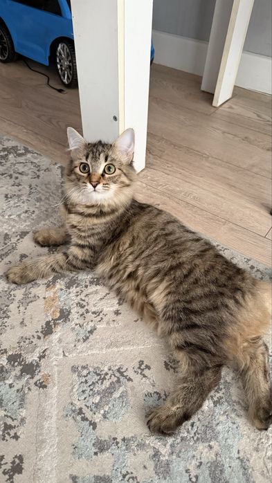 Отдам в хорошие руки кошку